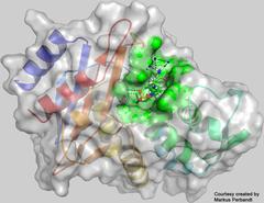 Die in den Messungen bestimmte dreidimensionale Struktur des Enzyms CTX-M-14-β-Laktamase mit dem daran gebundenen Inhibitor Avibactam am aktiven Zentrum (grün). Bild: Universität Hamburg, Markus Perbandt 